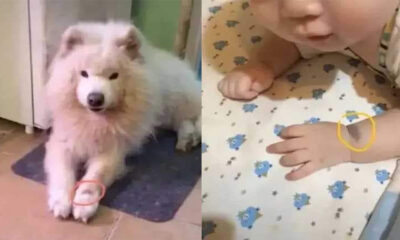 perro rencarna en un bebe en asia