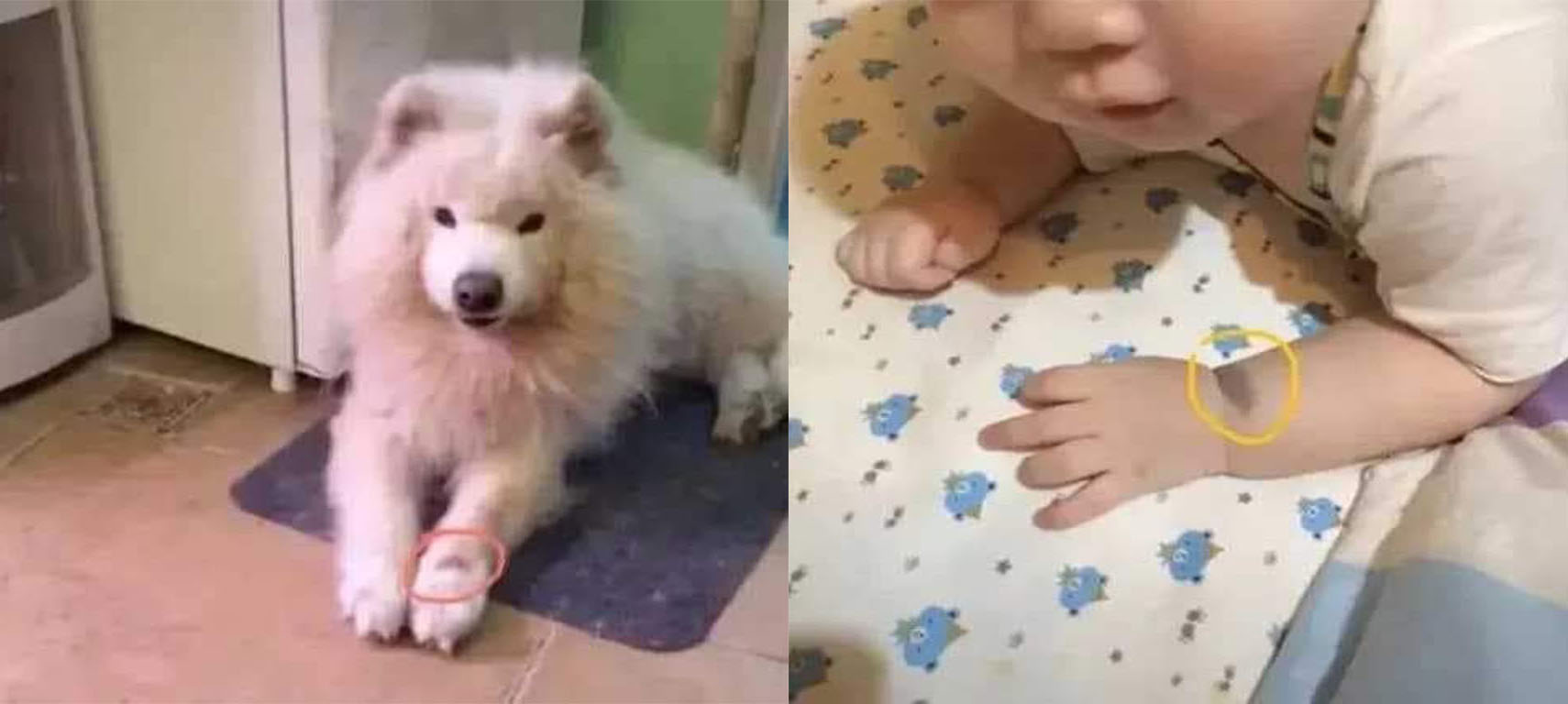 perro rencarna en un bebe en asia